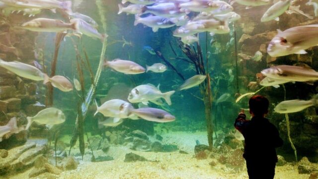angklesey sea zoo 02