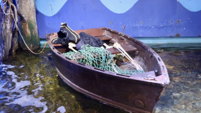 angklesey sea zoo 03