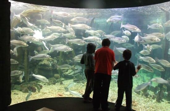 angklesey sea zoo 04